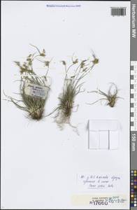 Carex oederi var. oederi, Eastern Europe, Estonia (E2c) (Estonia)