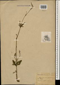 Verbena officinalis L., Caucasus, Abkhazia (K4a) (Abkhazia)