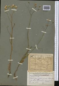 Crepis pulchra L., Middle Asia, Western Tian Shan & Karatau (M3) (Kyrgyzstan)