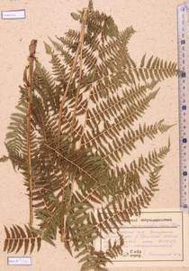 Athyrium monomachii (Kom.) Kom., Siberia, Altai & Sayany Mountains (S2) (Russia)