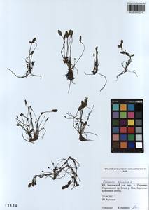 Limosella aquatica L., Siberia, Altai & Sayany Mountains (S2) (Russia)