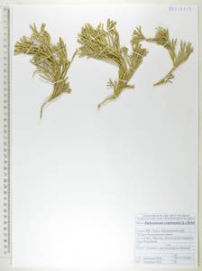 Diphasiastrum complanatum (L.) Holub, Siberia, Russian Far East (S6) (Russia)