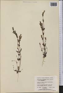 Gentianella propinqua, America (AMER) (Canada)