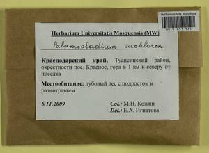 Palamocladium euchloron (Bruch ex Müll. Hal.) Wijk & Margad., Bryophytes, Bryophytes - North Caucasus & Ciscaucasia (B12) (Russia)