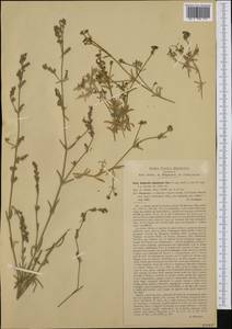 Asperula crassifolia L., Western Europe (EUR) (Italy)