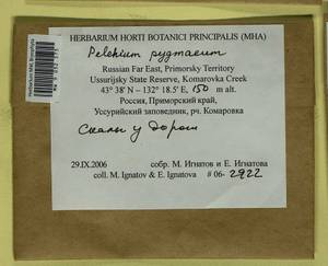 Pelekium pygmaeum (Schimp.) Touw, Bryophytes, Bryophytes - Russian Far East (excl. Chukotka & Kamchatka) (B20) (Russia)