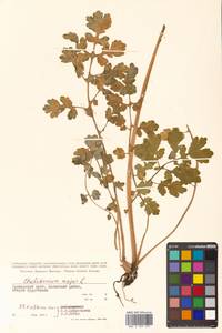 Chelidonium majus L., Siberia, Russian Far East (S6) (Russia)