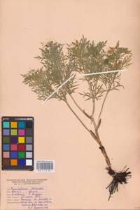 Adonis volgensis DC., Eastern Europe, Lower Volga region (E9) (Russia)