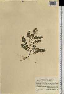 Rorippa palustris (L.) Besser, Siberia, Western Siberia (S1) (Russia)