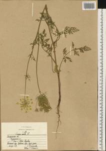 Daucus carota L., Eastern Europe, South Ukrainian region (E12) (Ukraine)