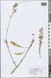 Silene nutans L., Eastern Europe, Middle Volga region (E8) (Russia)