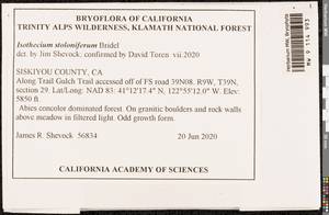 Pseudisothecium stoloniferum (Brid.) Grout, Bryophytes, Bryophytes - America (BAm) (United States)