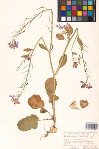 Raphanus sativus L., Eastern Europe, Moscow region (E4a) (Russia)