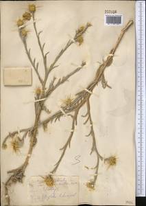 Centaurea solstitialis L., Middle Asia, Kopet Dag, Badkhyz, Small & Great Balkhan (M1) (Turkmenistan)