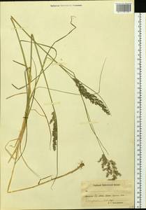 Calamagrostis, Siberia, Chukotka & Kamchatka (S7) (Russia)