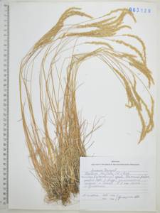 Koeleria pyramidata (Lam.) P.Beauv., Siberia, Russian Far East (S6) (Russia)