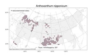 Anthoxanthum nipponicum Honda, Atlas of the Russian Flora (FLORUS) (Russia)