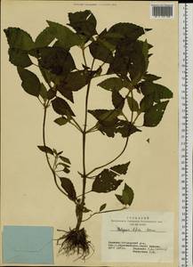 Galeopsis bifida Boenn., Siberia, Altai & Sayany Mountains (S2) (Russia)