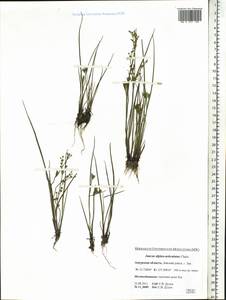 Juncus alpinoarticulatus Chaix, Siberia, Russian Far East (S6) (Russia)