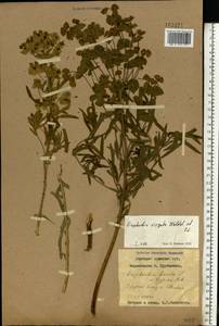 Euphorbia virgata Waldst. & Kit., Eastern Europe, Western region (E3) (Russia)