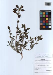 Amaranthus retroflexus L., Siberia, Altai & Sayany Mountains (S2) (Russia)