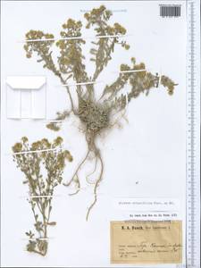 Odontarrhena obtusifolia (Steven ex DC.) C. A. Mey., Crimea (KRYM) (Russia)