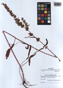 Rumex stenophyllus Ledeb., Siberia, Altai & Sayany Mountains (S2) (Russia)