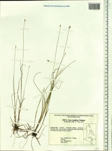 Carex tenuiflora Wahlenb., Siberia, Russian Far East (S6) (Russia)