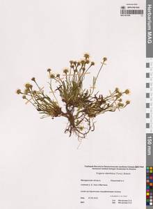 Erigeron silenifolius (Turcz. ex DC.) Botsch., Siberia, Chukotka & Kamchatka (S7) (Russia)