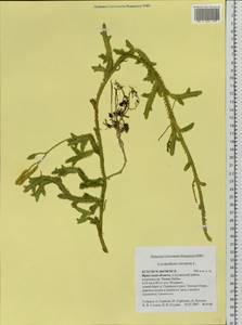 Lycopodium clavatum L., Siberia, Baikal & Transbaikal region (S4) (Russia)