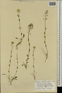 Noccaea thlaspidioides (Pall.) F.K.Mey., Mongolia (MONG) (Mongolia)