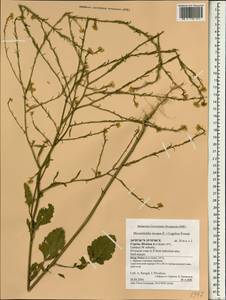 Hirschfeldia incana (L.) Lagr.-Foss., South Asia, South Asia (Asia outside ex-Soviet states and Mongolia) (ASIA) (Cyprus)