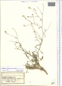 Lepidium ferganense Korsh., Middle Asia, Pamir & Pamiro-Alai (M2) (Tajikistan)