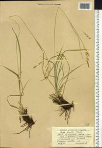 Carex arnellii Christ ex Scheutz, Siberia, Yakutia (S5) (Russia)