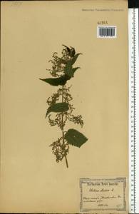 Urtica dioica L., Eastern Europe, North Ukrainian region (E11) (Ukraine)