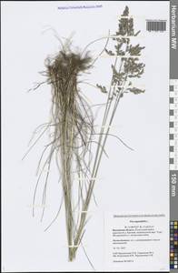 Poa angustifolia L., Eastern Europe, Central region (E4) (Russia)