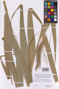 Phragmites australis subsp. isiacus (Arcang.) J.H.Xue, Chepinoga & K.P.Ma, Eastern Europe, Moscow region (E4a) (Russia)