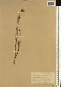 Pseudopodospermum tauricum (M. Bieb.) Vasjukov & Saksonov, Eastern Europe, Middle Volga region (E8) (Russia)