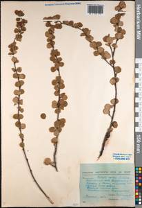 Betula glandulosa Michx., Siberia, Yakutia (S5) (Russia)
