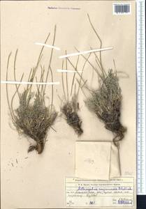 Astragalus kronenburgii B. Fedtsch. ex Kneucker, Middle Asia, Northern & Central Tian Shan (M4) (Kazakhstan)