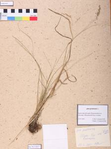 Poa pratensis L., Siberia, Altai & Sayany Mountains (S2) (Russia)
