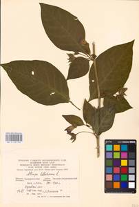 MHA 0 158 570, Atropa belladonna L., Eastern Europe, West Ukrainian region (E13) (Ukraine)