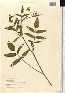 Sium latifolium L., Eastern Europe, Northern region (E1) (Russia)