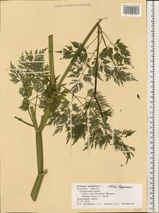 Aethusa cynapium L., Eastern Europe, Central forest-and-steppe region (E6) (Russia)