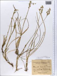 Anthoxanthum nitens (Weber) Y.Schouten & Veldkamp, Eastern Europe, Northern region (E1) (Russia)