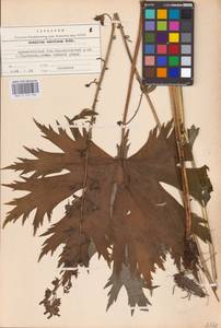 Aconitum septentrionale Koelle, Eastern Europe, Northern region (E1) (Russia)