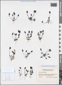 Comastoma tenellum (Rottb.) Toyok., Siberia, Chukotka & Kamchatka (S7) (Russia)