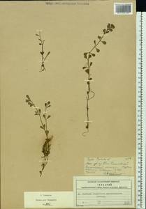 Lythrum portula (L.) D. A. Webb, Eastern Europe, Moscow region (E4a) (Russia)