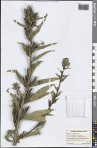 Oenothera × ammophila Focke, Eastern Europe, North-Western region (E2) (Russia)