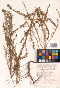 Suaeda altissima (L.) Pall., Eastern Europe, Lower Volga region (E9) (Russia)